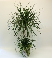 İki Köklü Zarif Dracena - Dilovası Çiçekçi