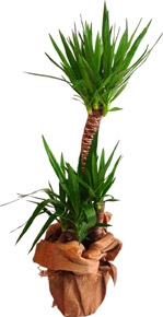İkili Yucca Çiçeği - Dilovası Çiçekçi