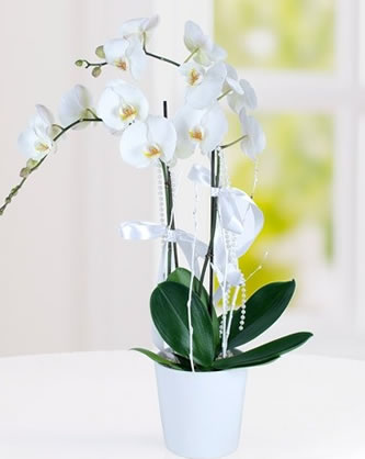 Phalaenopsis Orkide - Dilovası Çiçekçi