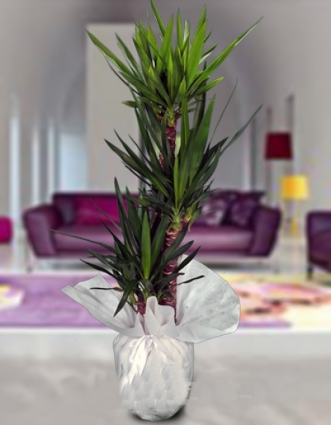 Üçlü Yucca Saksı Bitkisi - Dilovası Çiçekçi
